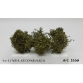 Cespugli Ilex Crenata - 6 pz